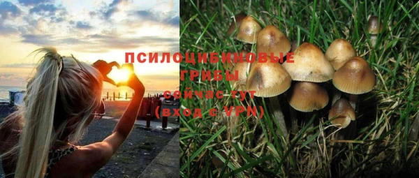 трава Аркадак